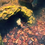 Cameron S. Casler - @the_critter_feed - Instagram