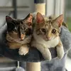 Cameron & Chester - @cameron.chester.rogala - TikTok