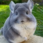 Cameron Chinchilla’s UK - @camerons_chinchillas - Instagram
