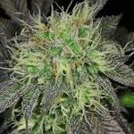 Cameron Chipchase - @cannanursery - Instagram