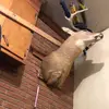 Country boy - @cameron.collier8 - TikTok