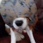 Cameron Comstock - @cameroncomstock - Instagram