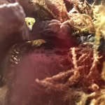 Cameron Crabb - @starbird777 - Instagram