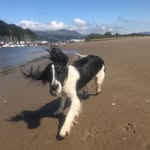 Cameron Crookshank - @_cameron_crookshank_ - Instagram