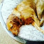cameron crowson - @crowbar06 - Instagram