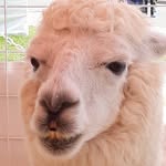 Cameron Dansby - @cameron_dansby_the_potato - Instagram