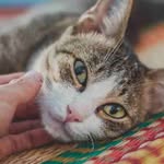 Cameron Denham - @denhamcameron - Instagram