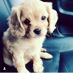 Cameron Denny - @adorable_animals_22 - Instagram