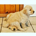 Cameron dixon - @gamershadow146 - Instagram