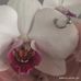Cameron Fleck - Facebook