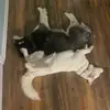 cameron_gabriel14 - @cameron_gabriel14 - TikTok