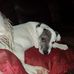 Cameron Goodall - Facebook