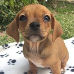 Cameron Grimm - @haslettcd505 - Instagram
