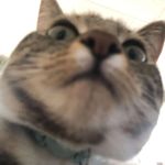 Cameron - @cameron_hameron_iii - Instagram