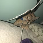 Cameron Hampton - @cameronhampton3 - Instagram