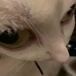Cameron Hanson - @blueberrypie545 - Instagram