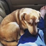 Cameron Hardie - @hardie_cameron - Instagram