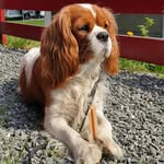Cameron Harley - @cameron.harley_thedog - Instagram