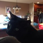 Cameron Hartman - @mario_the_kitty - Instagram