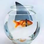 Cameron Irvine - @camen_fishy - Instagram
