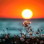 Cameron Jimenez - Facebook