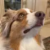 Cameron KASHANI - @cameronkashani - TikTok