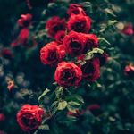 Cameron Kaufman - @cam_your_friend - Instagram
