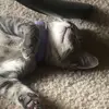 Kameron Keaton - @cat.named.pablo - TikTok
