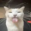 cameronkelloggttv - @cameronkelloggttv - TikTok