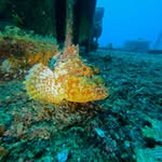 Cameron Kemp - @cam_kempo_dives - Instagram