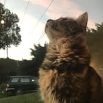 Lazarus Cameron-kemp - @lazaruscameronkemp - Instagram