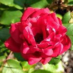 cameron kent - @lardy009 - Instagram