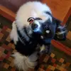 Cameron Laplant-Ellis - @cameron.laplantel - TikTok