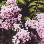 Cameron Ling - @cameronlingphotography - Instagram