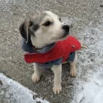 Louis Cameron The First - @louis_cameron_the_majesticmutt - Instagram