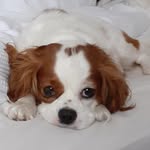 Cameron Macpherson - @thegovernmentarelizardpeople33 - Instagram