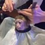 Cameron Medley - @absolute_ape0 - Instagram