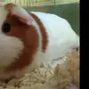 Cameron Michel  - @cam1205061 - TikTok
