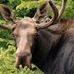 Cameron Moose - Facebook