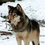 Cameron Ogle - @temberwolfnight - Instagram