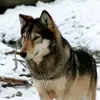 cameronogle375 - @wolf_boy271 - TikTok