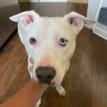 Wayne - @cameronpass1964 - Instagram