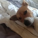 Cameron Peck - @rosiecamsdog - Instagram