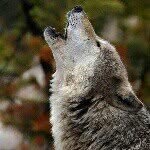 @cameron_pegram - Instagram