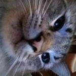 Cameron Pennington - @cameron.pennington.501 - Instagram