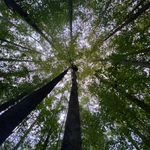 Cameron Pierce - @cameron_pierce_tree_services - Instagram