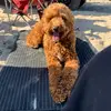 Cameron_Pratt - @cameron_pratt13 - TikTok