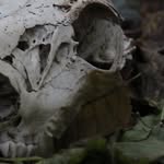 Cameron Rich - @superhumanheart - Instagram