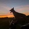Cameron Rickard - @cameron.rickard - TikTok
