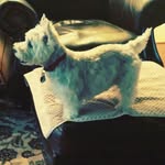Cameron Rickman - @hamton_the_dog - Instagram